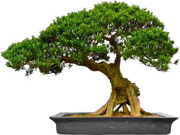 Philosophy - Bonsai (591x443)