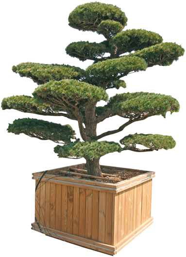 Pinus Penthaphylla, Parviflora E Thunbergii - Ilex Crenata Kinme Bonsai (383x530)
