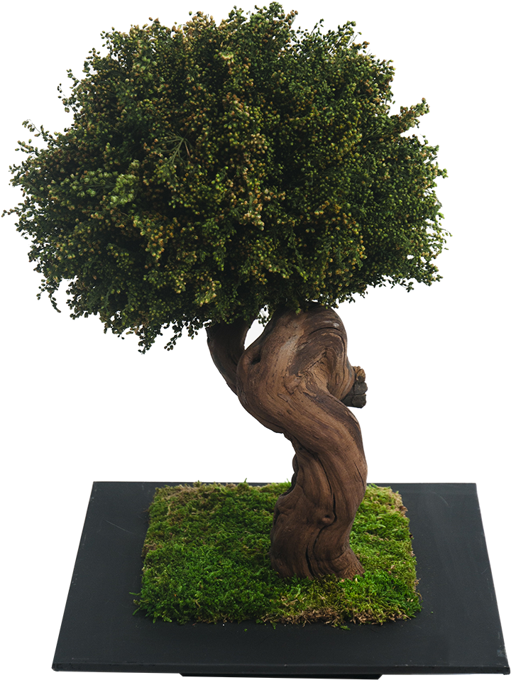 Solidago - Sageretia Theezans (736x988)