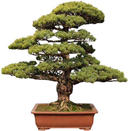 Eens In De Twee Weken Organiseert Ruru Buitendienst - Garden Coliseum Bonsai Tree Starter Kit-grow Your Own (509x509)