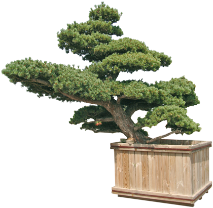Pinus Penthaphylla, Parviflora E Thunbergii - Bonsai Prezzi (420x411)