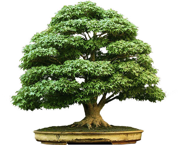 Bonsai-zezinho - Bonsai Tree (600x586)