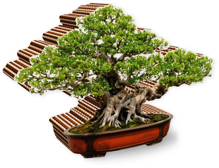 Bonsai - Zen: Zen For Beginners A Beginners Guide (960x720)