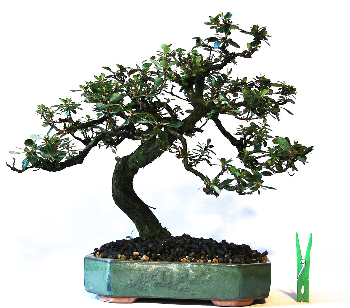 Sageretia Theezans (1772x1063)