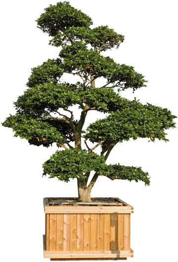 Prices On Request, Plants From 150cm To 270 Cm High - Terrace Garden (360x530)