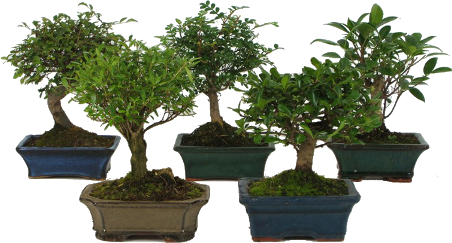 Bonsai Praktiker (1500x1500)