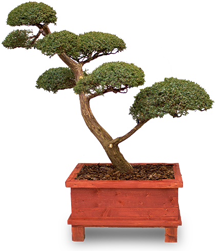 Stylowe Drzewka Bonsai - Bonsai (420x500)