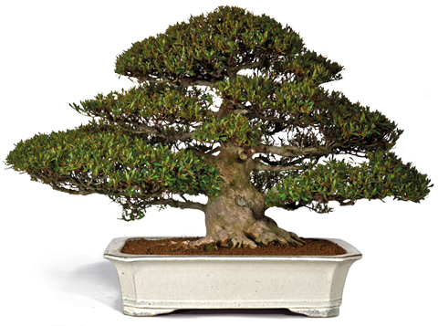 Franchi Bonsai Vivai With Bonsai Ulivo Bomboniere - Sageretia Theezans (500x406)