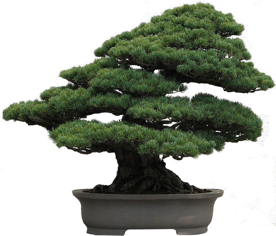 Image12 - Japanese White Pine Bonsai (954x795)