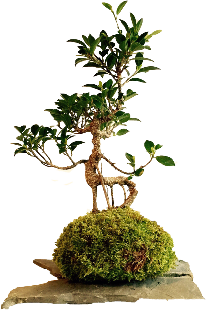 20 Años - Monsais Pnj (770x1080)