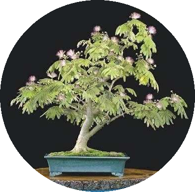 Muda Pequena De Mimosa Sensitiva - Mimosa Bonsai (392x387)