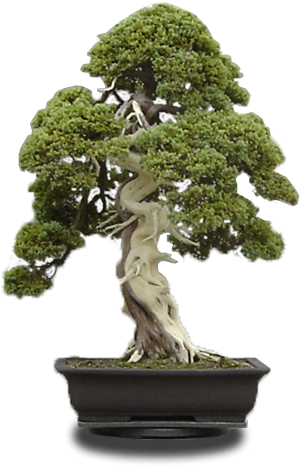 Ogrodki - Org - Sageretia Theezans (534x500)