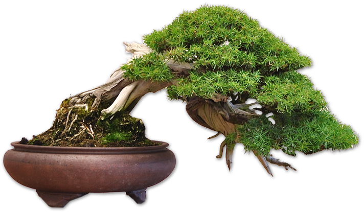 Tree01 - Sageretia Theezans (782x516)