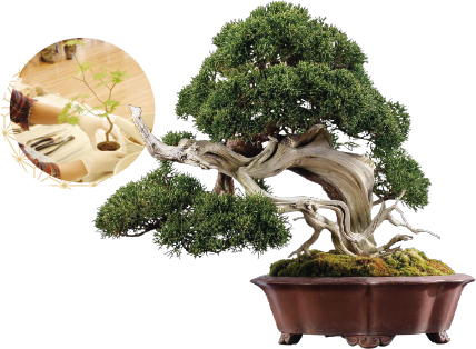 Bonsai Miniature Trees Are Earning International Accolades - 盆栽 松 (428x314)