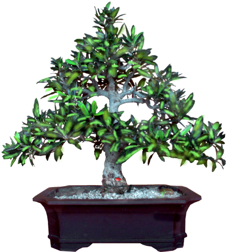 Photo - Sageretia Theezans (500x500)