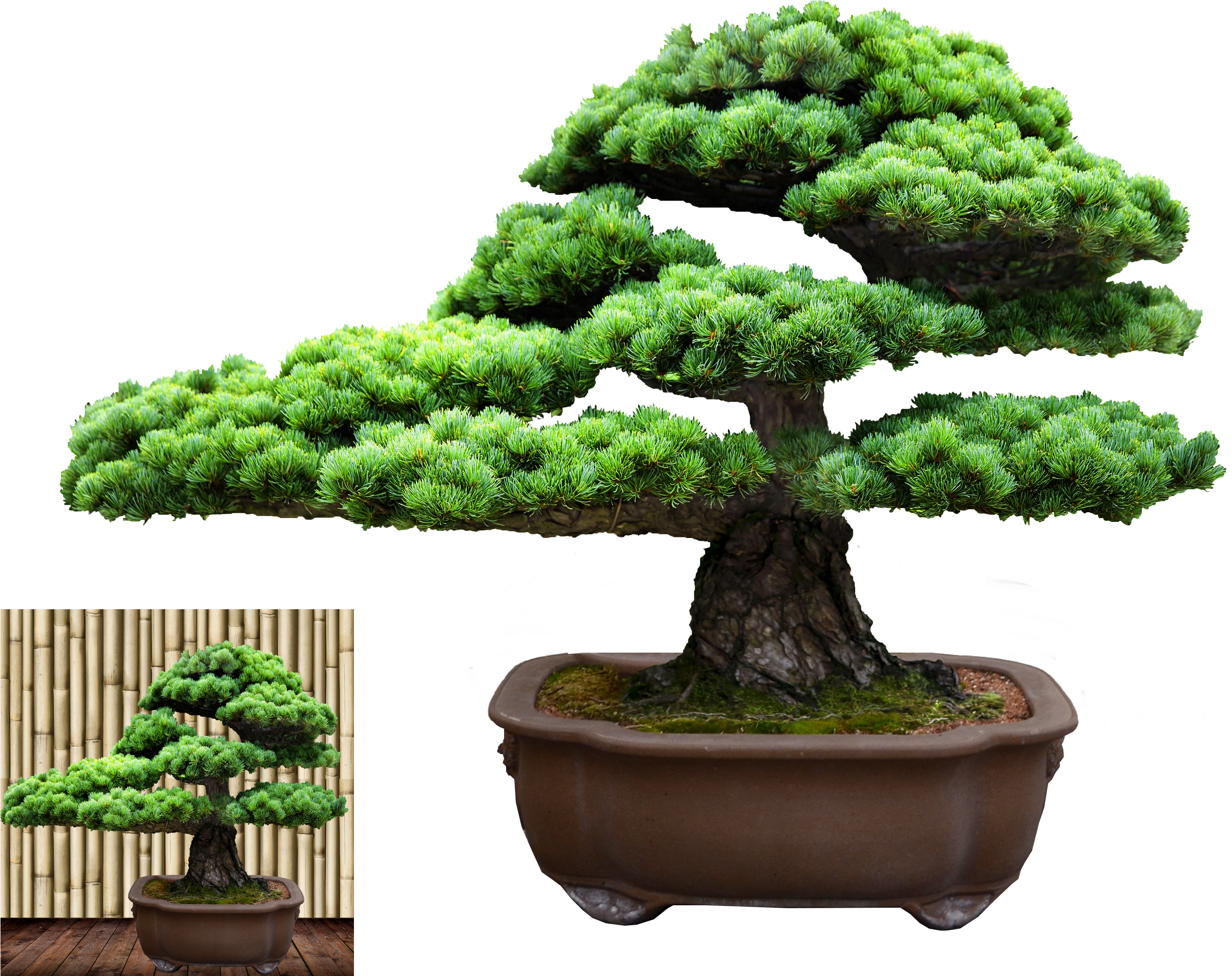 Bonsai - Sageretia Theezans (2536x2000)