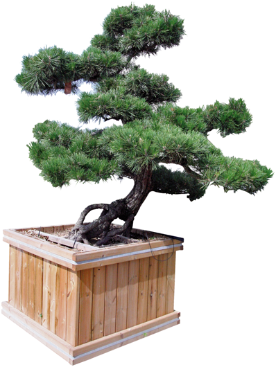 Prices On Request, Plants From 100cm To 300 Cm High - Topiary (398x530)