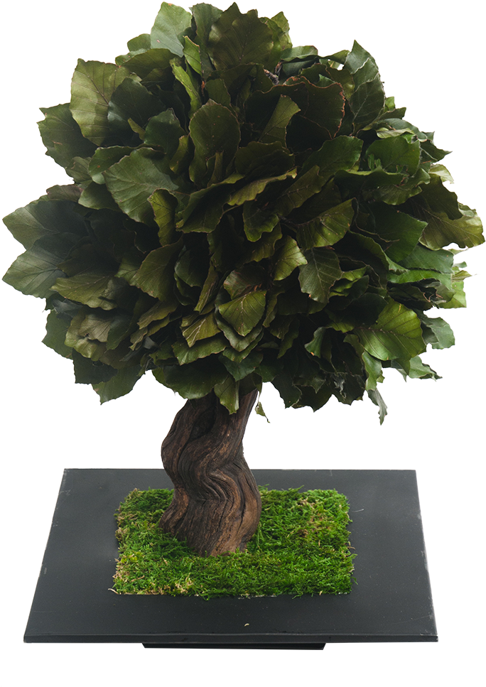 Fagus Vert - Sageretia Theezans (683x1205)