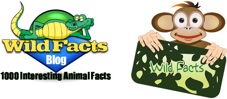 Wild Facts - Puerto Rico Me Encanta Rectangle Sticker (800x400)