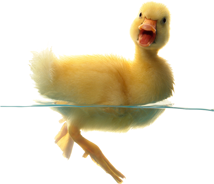 Duck In Water Png - Duck Swimming Png (800x770)