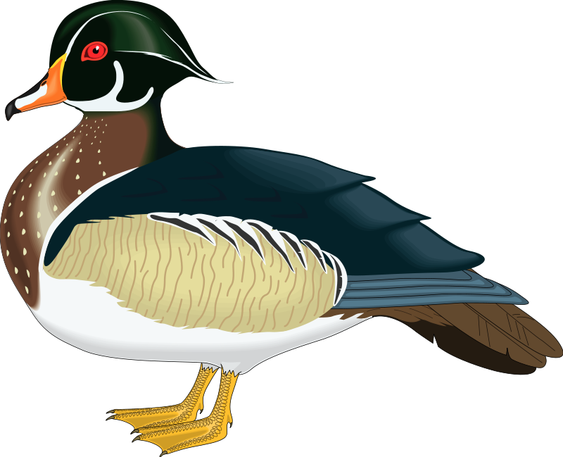 Bird 57 Free Vector - Wood Duck Clipart (800x649)