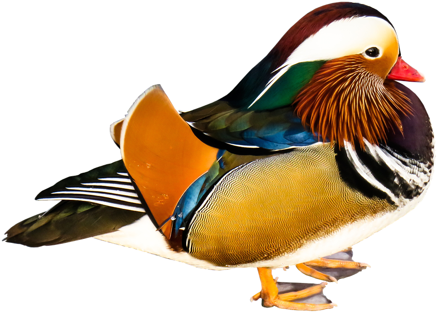 Duck Images Free 17, Buy Clip Art - Pato Mandarin Png (960x705)