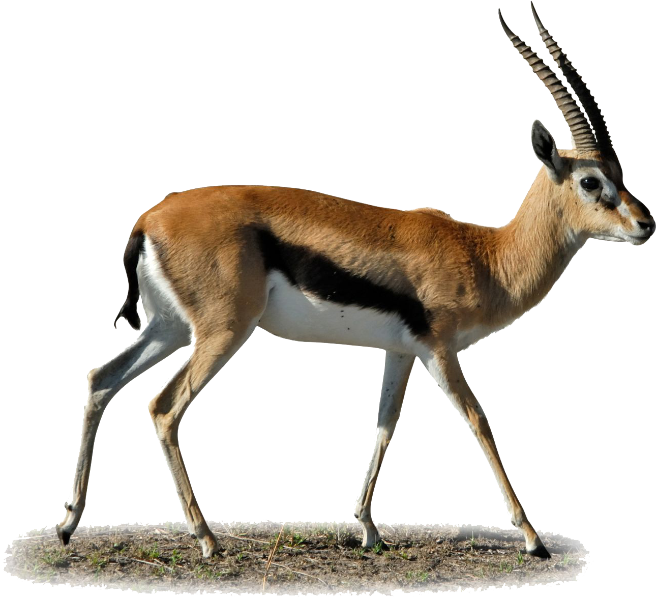Gazelle10 - Gazelle Png (1440x1271)
