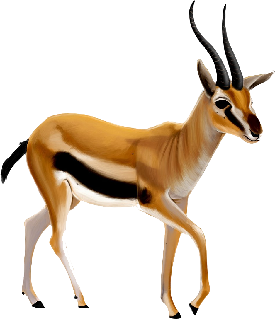 Gazelle Clipart Springbok - Gazelle Png.