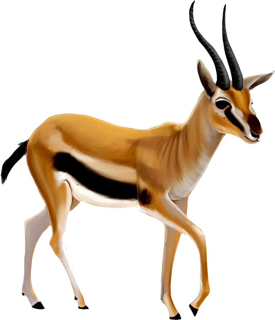Gazelle Clipart Springbok - Gazelle Png (1024x1174)