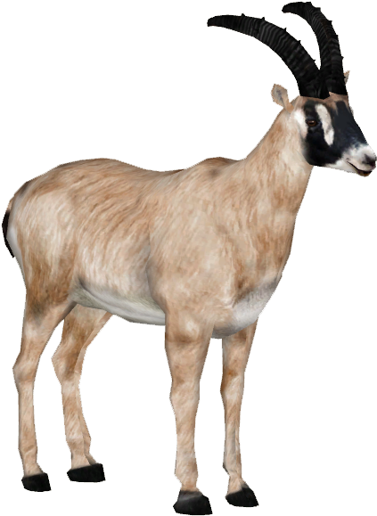 Antelopesennarroan Tamara Henson - Antelopes Png (578x578)
