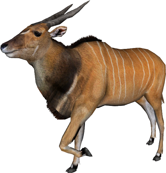 The One Most Majestic Antelopes And Largest Antelope - Bongo (576x598)