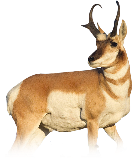 Source - U - S - Fish And Wildlife Service - Animals That Can Run (650x650)