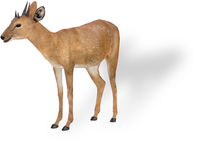 Antelope 4 Png - Four Horned Antelope Png (700x544)