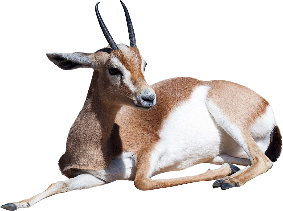 Gazelle Transparent (1201x895)