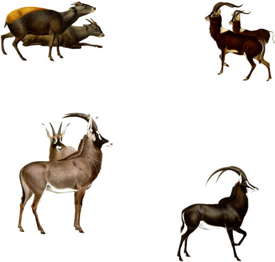 Antelopes 1800's 6 Png By Chaseandlinda - Goat (600x600)