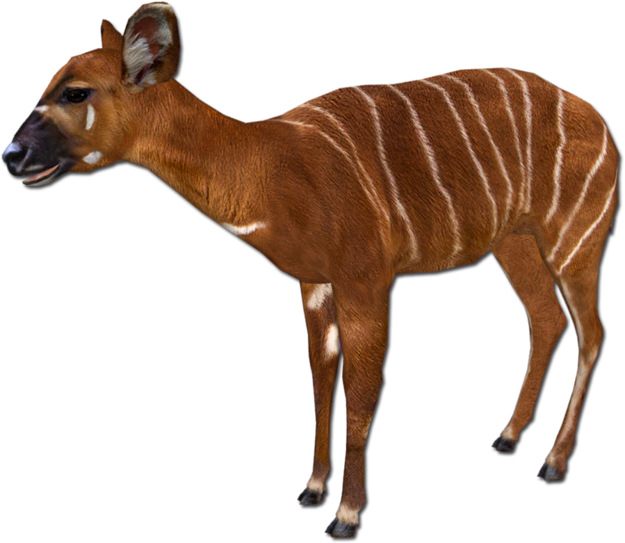 Posted Image - Zoo Tycoon 2 Impala (991x806)