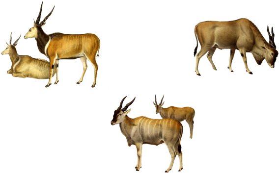 Antelopes 1800's 1 Png By Chaseandlinda - Herd (600x400)