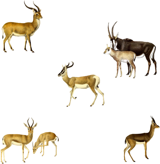 Antelopes 1800's 3 Png By Chaseandlinda On Deviantart - Reindeer (600x600)