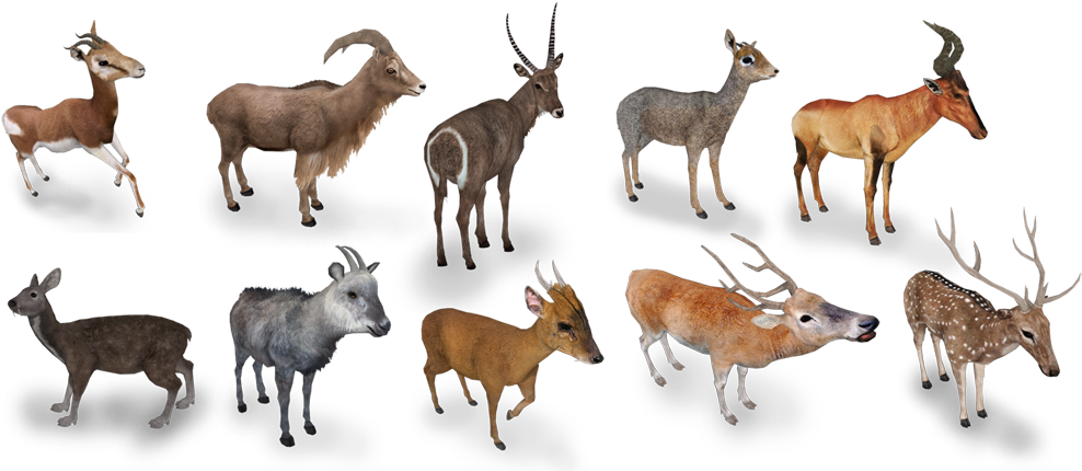 Paisley Maisie 22 06 - Herd (1000x429)