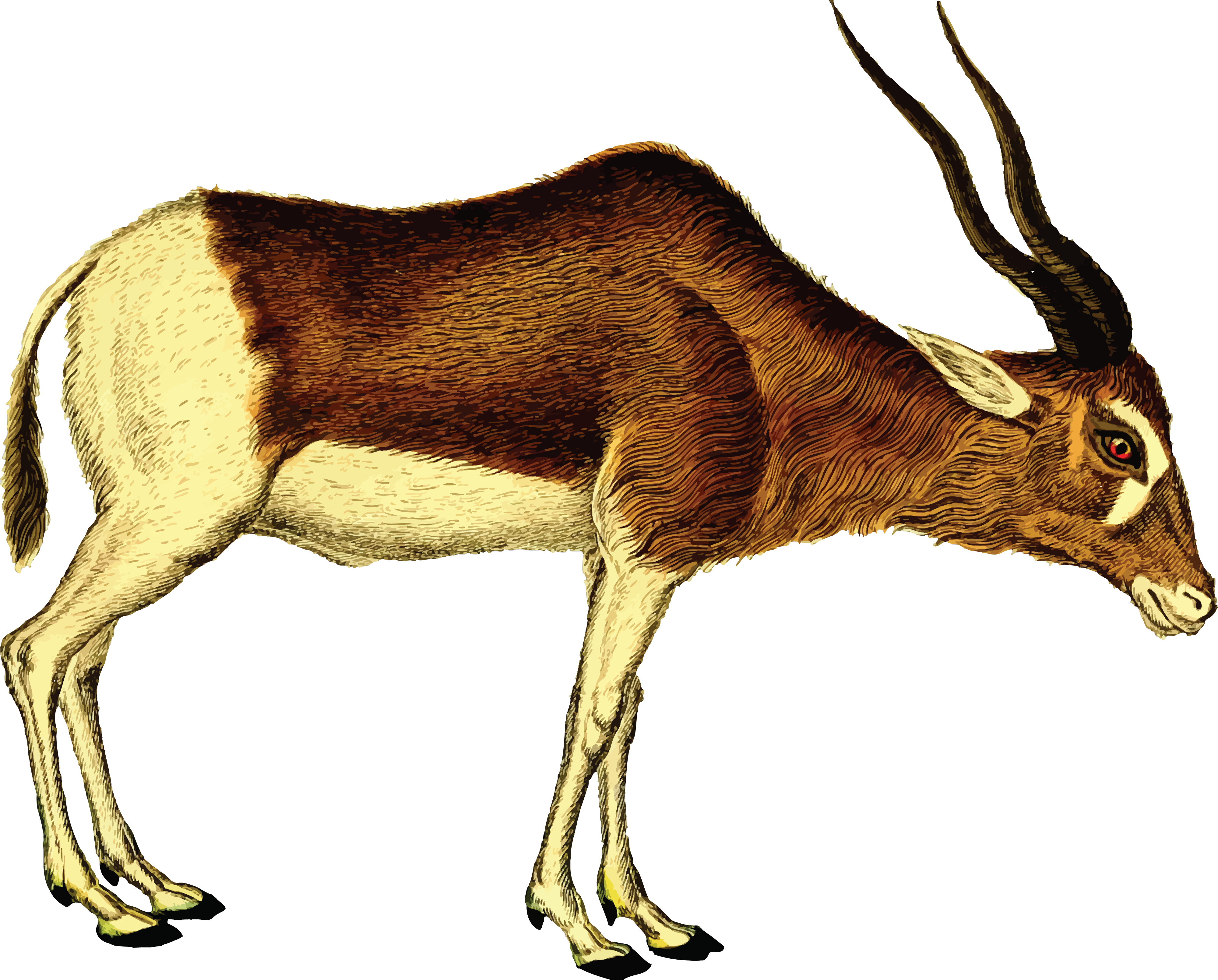 , , - Antilope Png (4000x3218)