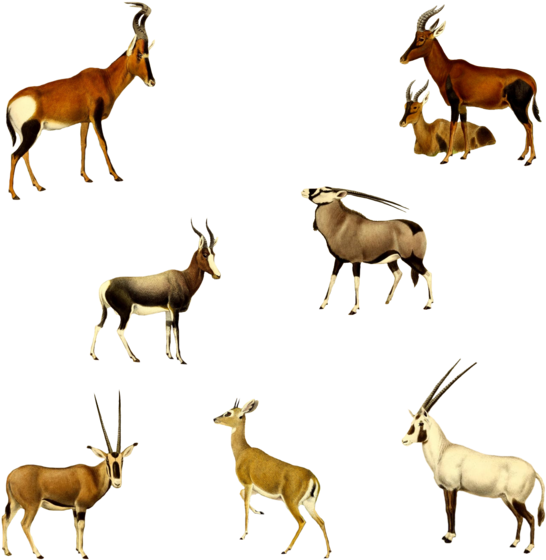 Antelopes 1800's 4 Png By Chaseandlinda On Deviantart - Antelope (600x600)
