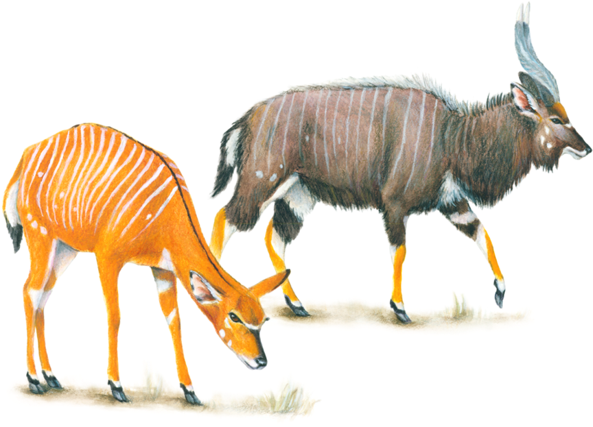 African Animals - Nyala Male And Female (900x632)