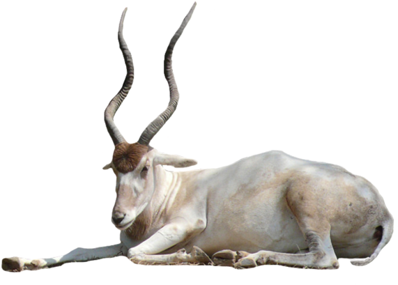 Addax Antelope Png By Chaseandlinda - Addax Antelope No Background (600x444)