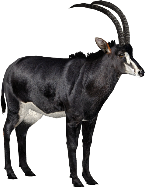 Giant Sable Antelope Zoo Tycoon 2 - Giant Sable Antelope Zoo Tycoon 2 (616x616)