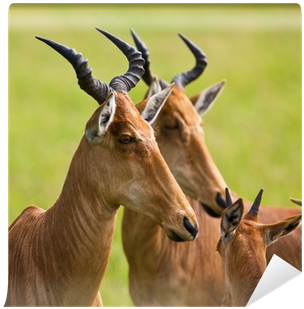 Hartebeest Antelopes In The Serengeti National Park, - Hartebeest (400x400)