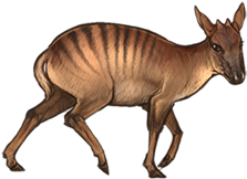 Zebraduikerday - Roe Deer (640x385)