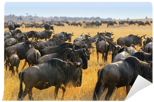 Wildebeest Antelopes In The Savannah Wall Mural • Pixers® - Savannah Migration (400x400)
