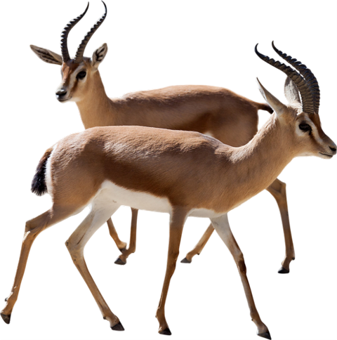 Gazelle Png (480x484)