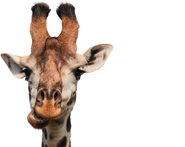 From Giraffes And Antelopes To Lions And Elephants - Giraffe Head (800x600)