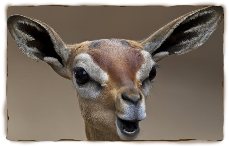 A Gerenuk Can Go Its Whole Life Without Drinking Water - Deer (791x507)